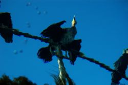 Under- Camera... Over-Bird..
Cormorant from underwater... by Amir Stern 